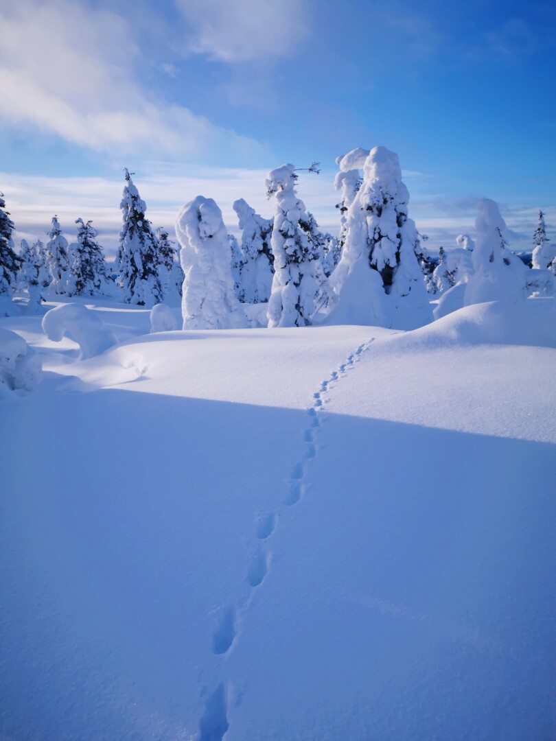 Winter Fährtenlesen