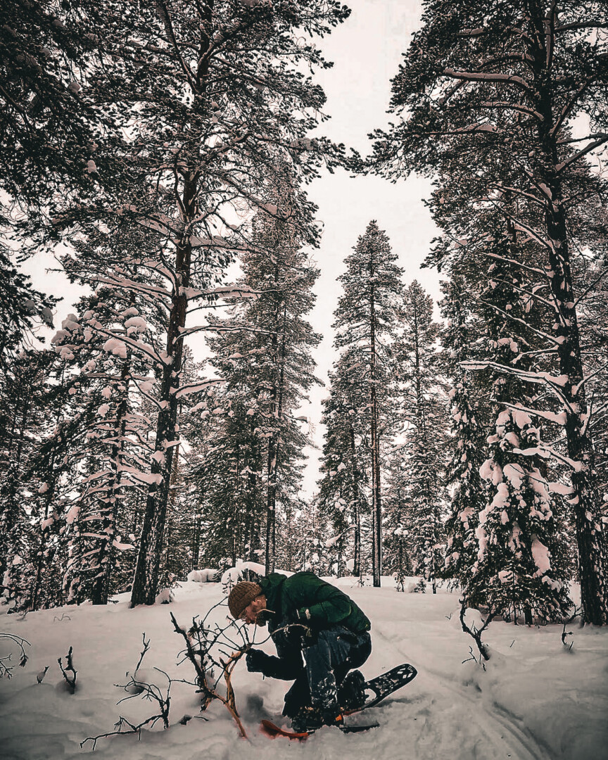 Winter Fährtenlesen Lappland